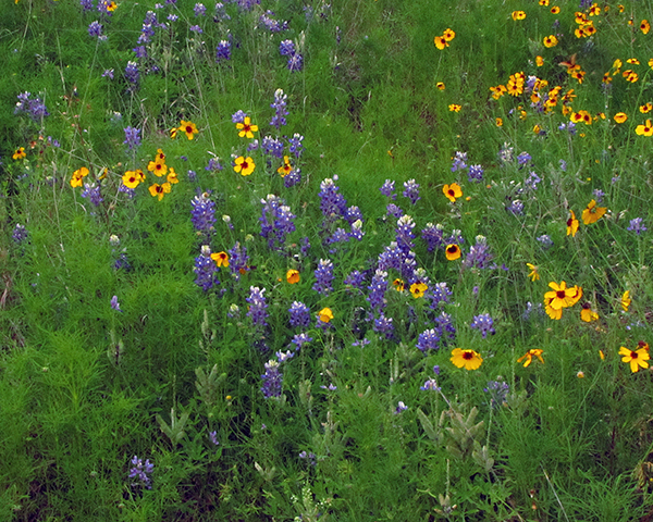 Bluebonnets 2024